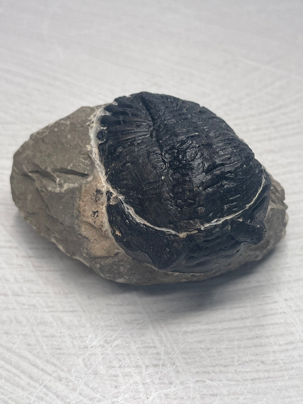 Trilobite Fossil