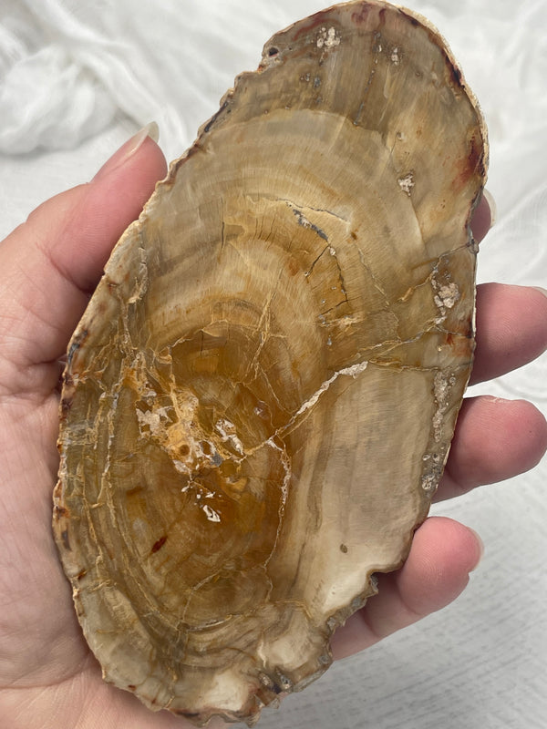 Petrified Wood Slab