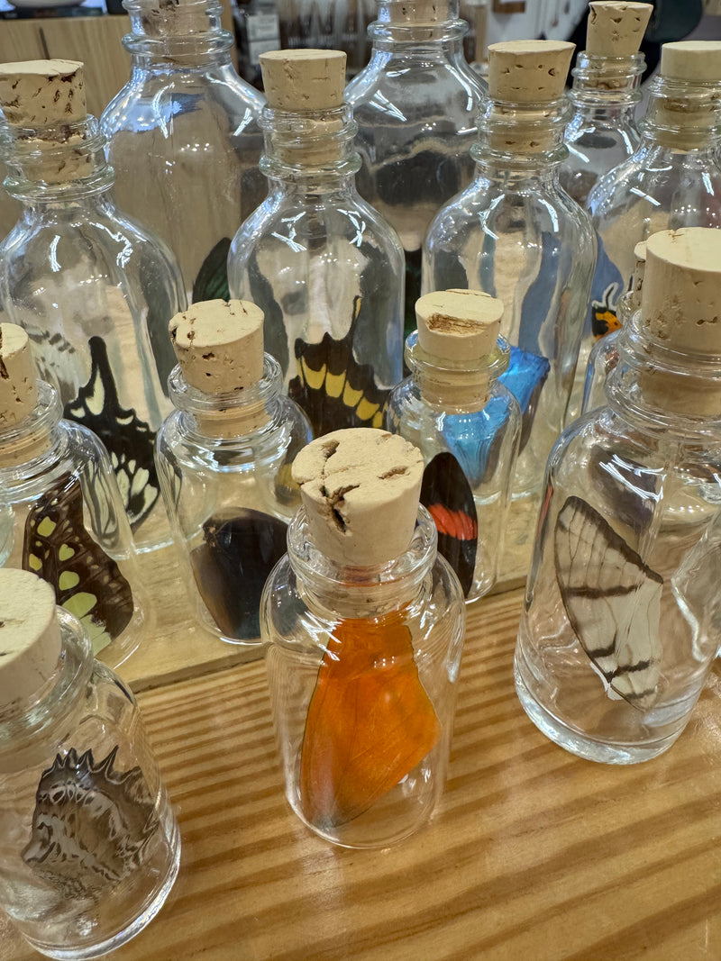 Real Butterfly Wing in Glass Bottle