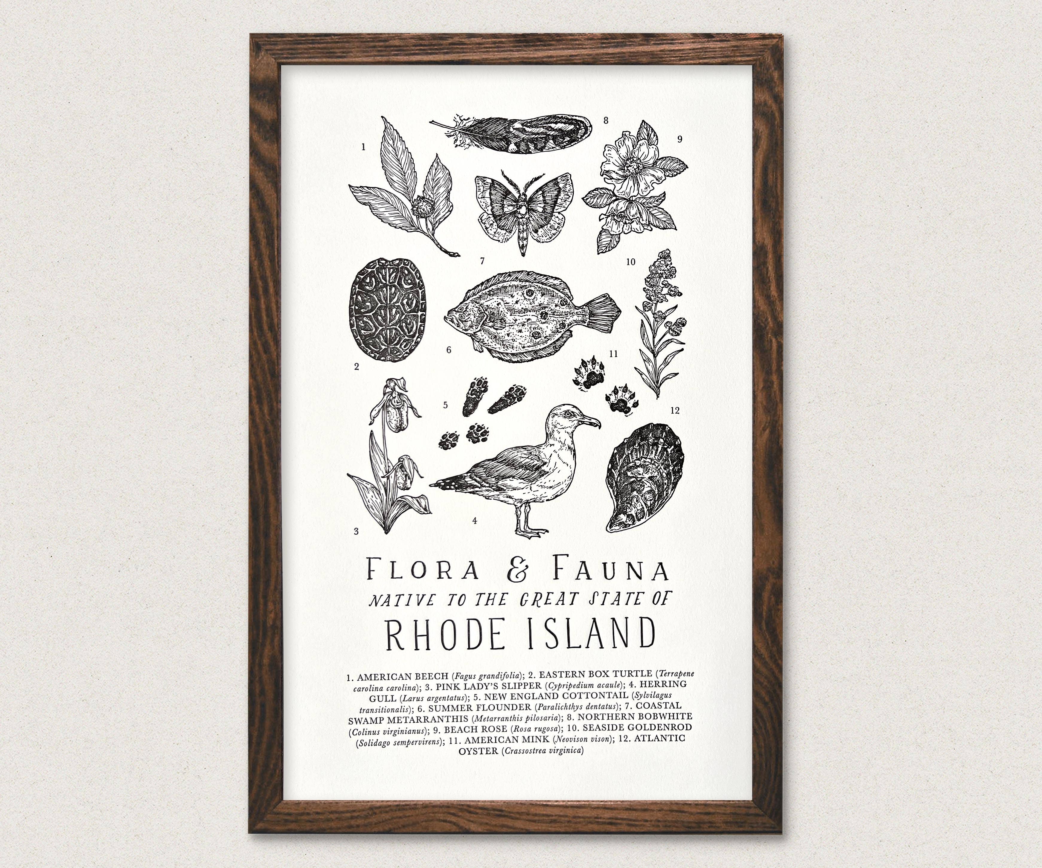 Rhode Island Field Guide – Mountain Hollow