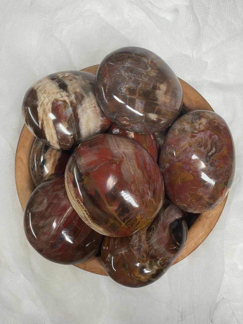 Petrified Wood Palm Stones / Pebbles