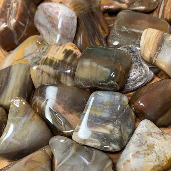 Petrified Wood (Tumbled)